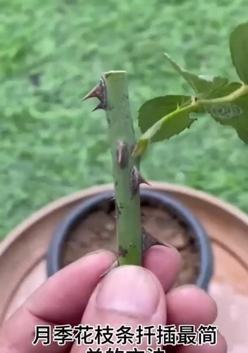 月季花插扦的正确步骤是什么？怎样提高成活率？