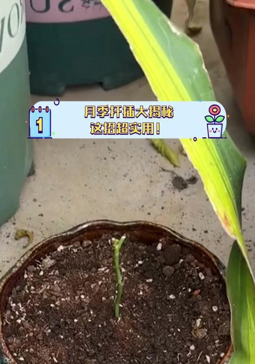 月季花插扦的正确步骤是什么？怎样提高成活率？