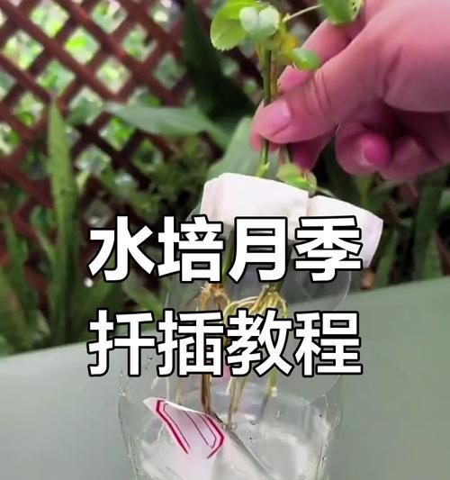 月季花插扦的正确步骤是什么？怎样提高成活率？