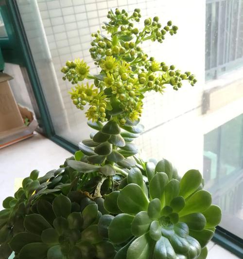 红缘莲花掌的养殖环境和护理技巧是什么？