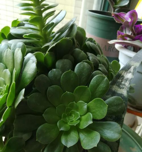 红缘莲花掌的养殖环境和护理技巧是什么？
