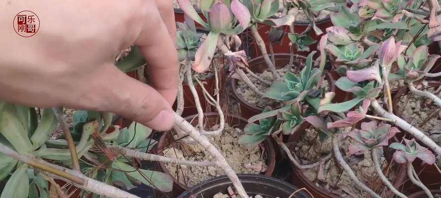 红缘莲花掌的养殖环境和护理技巧是什么？