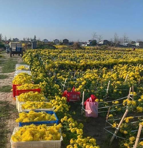 菊花如何栽培？菊花的栽培方法和常见问题解答？