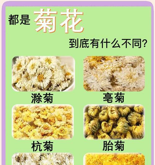 菊花如何栽培？菊花的栽培方法和常见问题解答？