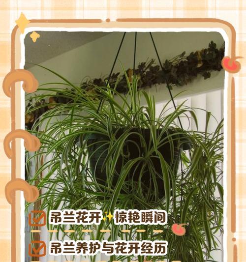 吊兰移植的最佳时间和步骤是什么？