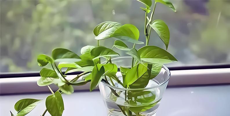 盆栽叶片发黄的原因和解决方法是什么？