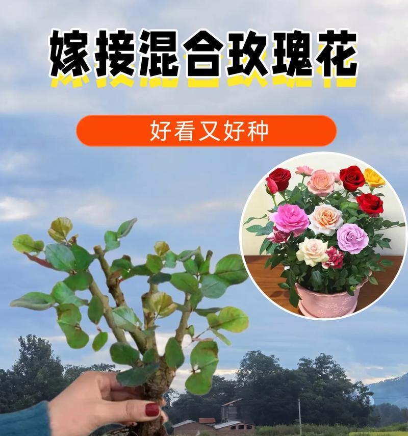玫瑰嫁接的步骤和技巧有哪些？