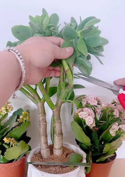 哪些花卉可以互相嫁接？花卉嫁接的基本技巧？