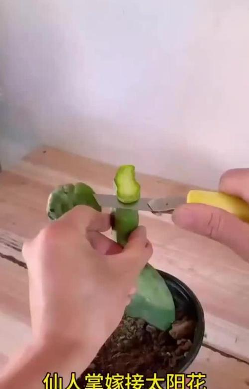 哪些花卉可以互相嫁接？花卉嫁接的基本技巧？