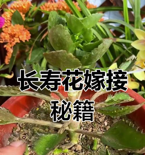 哪些花卉可以互相嫁接？花卉嫁接的基本技巧？