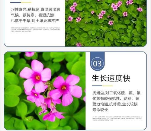 红花酢浆草的种植方法是什么？