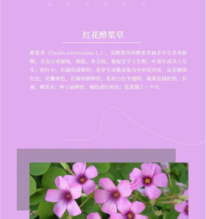 红花酢浆草的种植方法是什么？