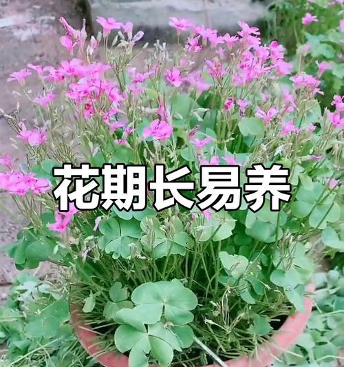 红花酢浆草的种植方法是什么？