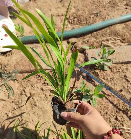 兰花种植技巧有哪些？如何种植出健康的兰花？