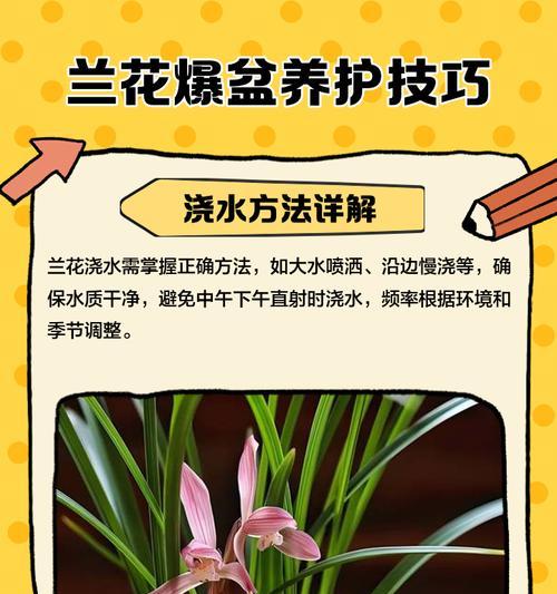 兰花种植技巧有哪些？如何种植出健康的兰花？
