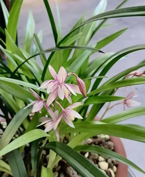 兰花种植技巧有哪些？如何种植出健康的兰花？