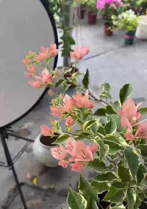 三角梅不开花怎么办？可能的原因有哪些？