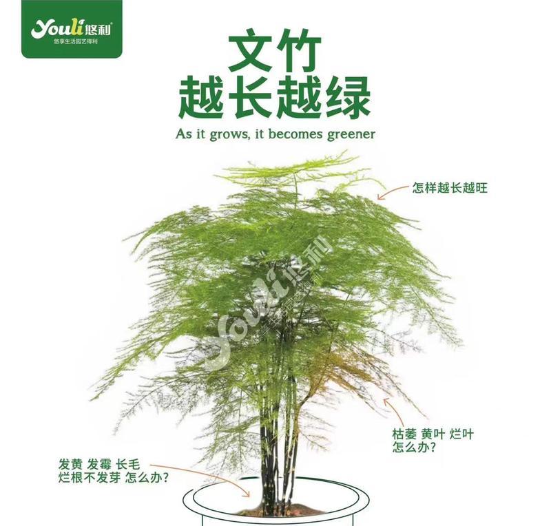 文竹叶子发黄的补救方法有哪些？