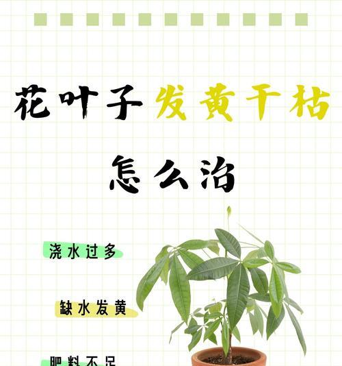 养的花叶子发黑怎么办？如何进行有效处理？