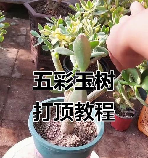 怎么打顶？打顶的方法和注意事项是什么？