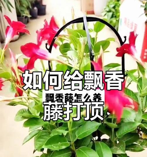 怎么打顶？打顶的方法和注意事项是什么？