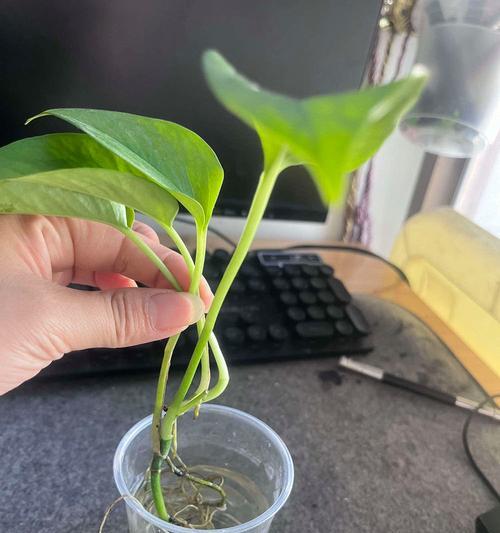 水培绿萝插枝的步骤和技巧是什么？