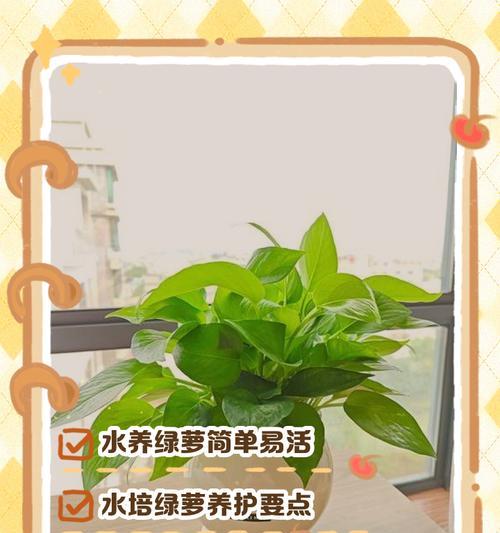 水培绿萝插枝的步骤和技巧是什么？