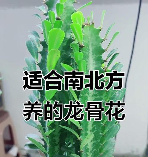 龙骨植物如何正确生长？养护技巧有哪些？