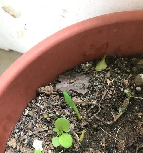 香雪兰种球种植步骤是什么？