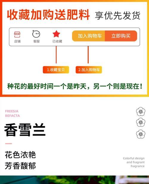 香雪兰种球种植步骤是什么？