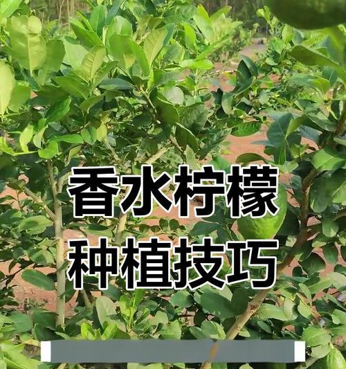 柠檬苗怎么种植方法？种植柠檬苗的步骤和技巧是什么？