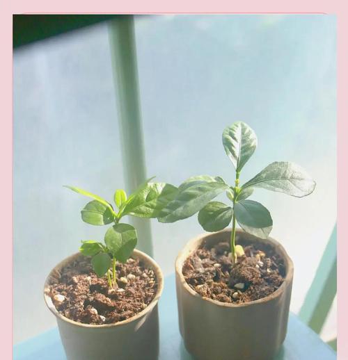 柠檬苗怎么种植方法？种植柠檬苗的步骤和技巧是什么？