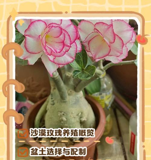 玟瑰花的养护方法有哪些？