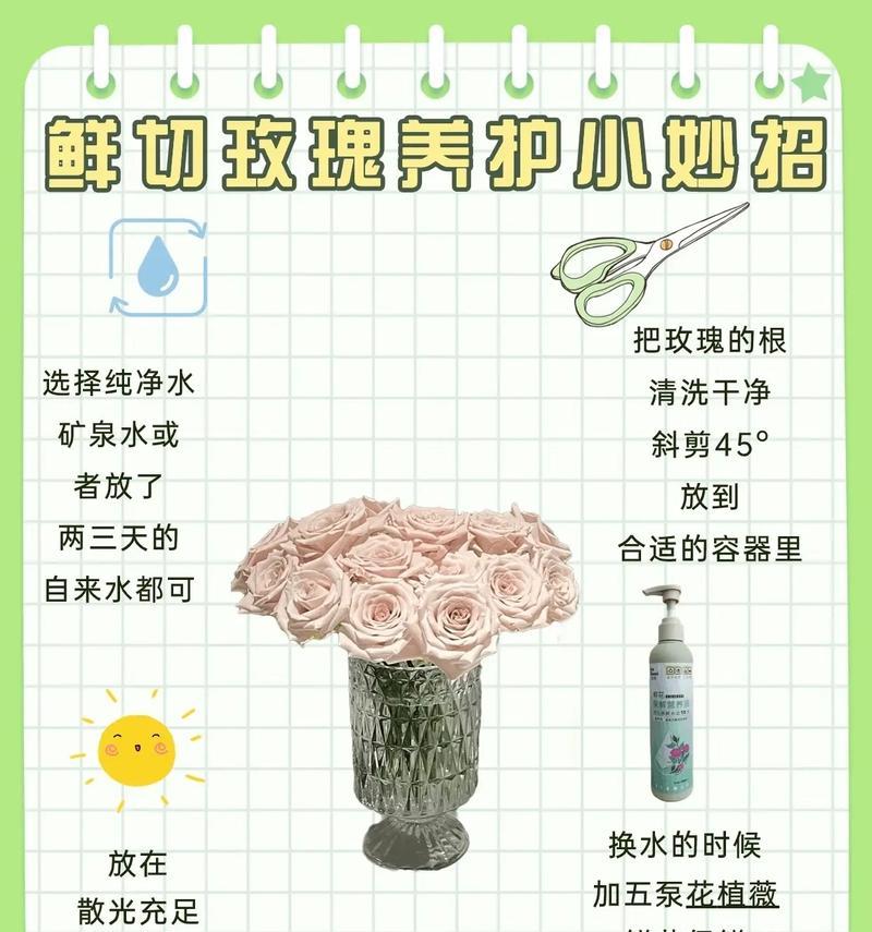 玟瑰花的养护方法有哪些？