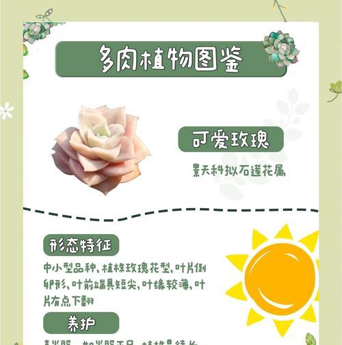 玟瑰花的养护方法有哪些？