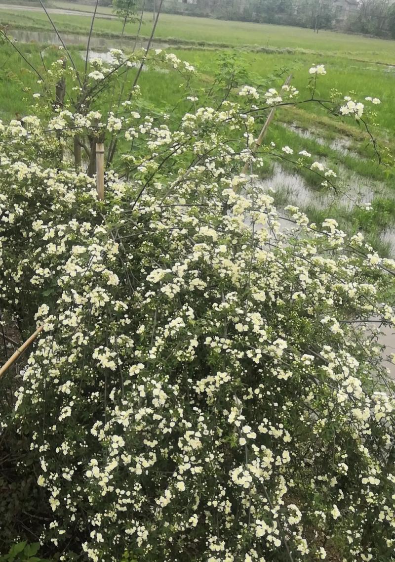 木香花有哪些品种？各自的花语是什么？