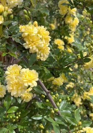 木香花有哪些品种？各自的花语是什么？
