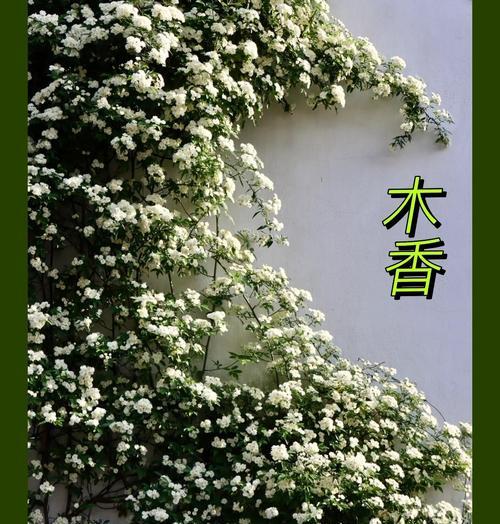 木香花有哪些品种？各自的花语是什么？