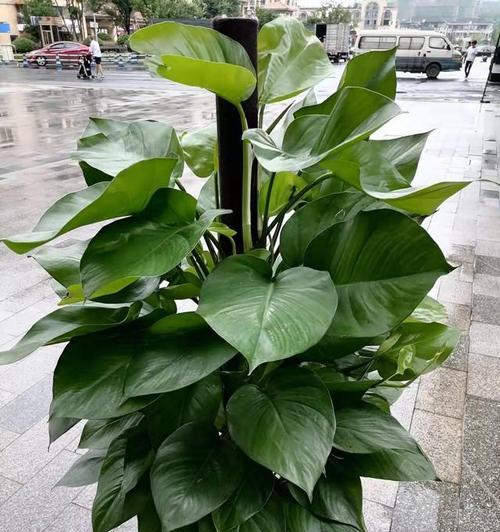 绿萝柱的正确养护方法是什么？