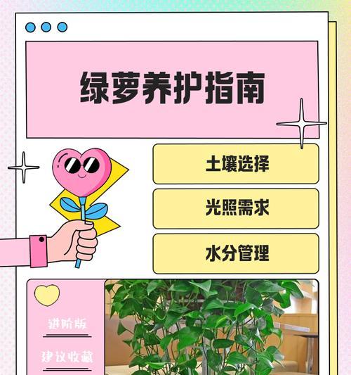 绿萝柱的正确养护方法是什么？