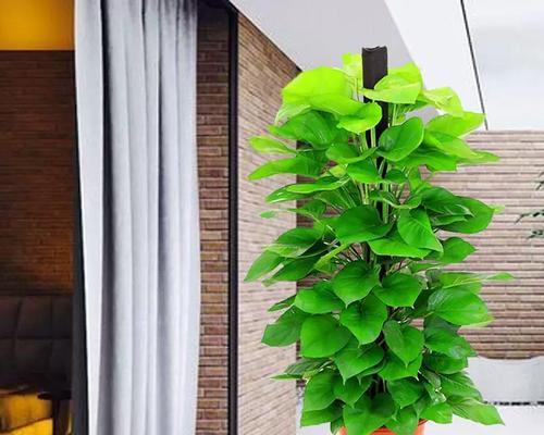 绿萝柱的正确养护方法是什么？