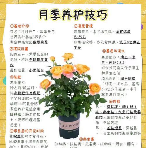 月季花的正确浇水方法是什么？多久浇一次水合适？