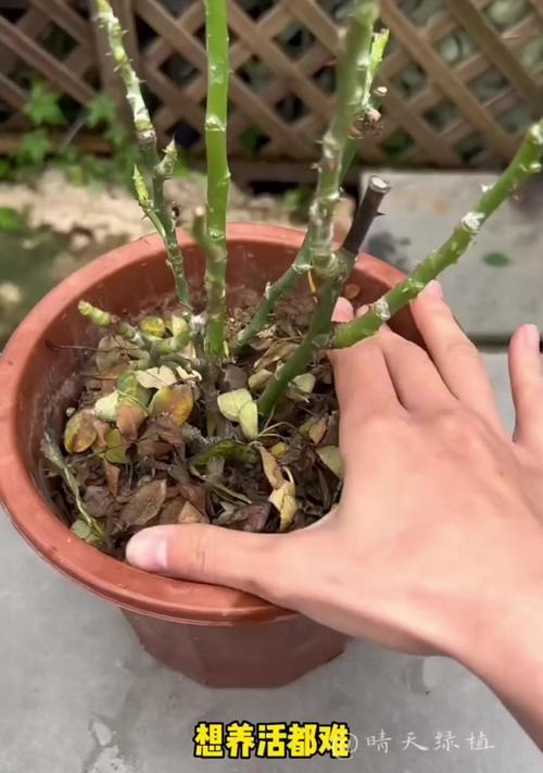 月季花的正确浇水方法是什么？多久浇一次水合适？
