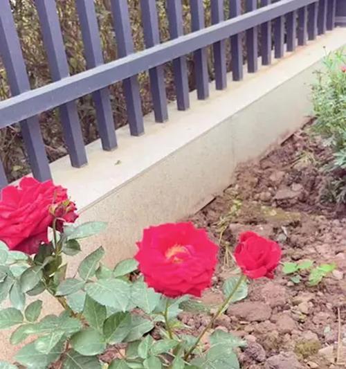 月季花的正确浇水方法是什么？多久浇一次水合适？
