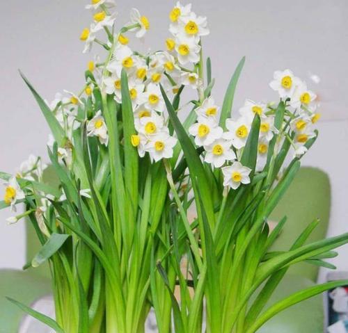 水仙什么时候开花？如何正确养护？