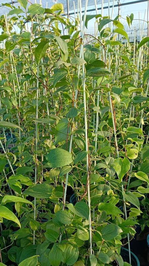 铁线莲种植的正确方法是什么？如何让铁线莲爬满墙面？