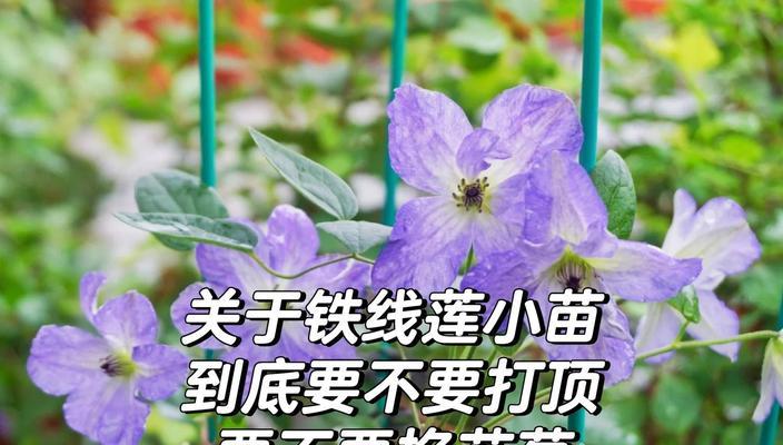 铁线莲种植的正确方法是什么？如何让铁线莲爬满墙面？