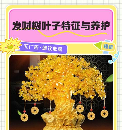 发财树的用途和养护技巧是什么？