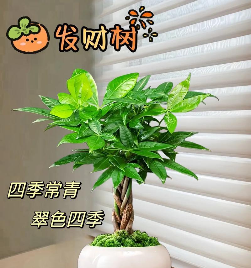 发财树的用途和养护技巧是什么？