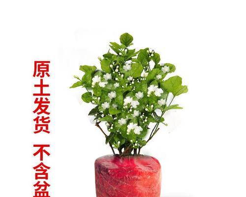 净化空气的花卉有哪些？室内种植哪些花卉可以净化空气？